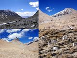 42 The Trail Down The Eastern Valley Rejoins The Trail From Selung Gompa With Some Sheep On The Hills On Mount Kailash Inner Kora Nandi Parikrama From the bottom of the Nandi Pass (13:25, 5500m), it was straightforward and easy walking down the Eastern Valley, reaching the trail from earlier in the morning. We stopped briefly to admire the sheep gazing contentedly on the hills above.